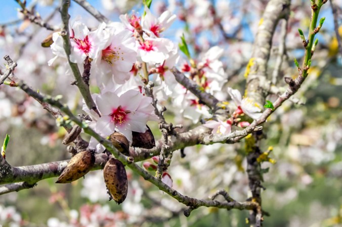 son-alegre-ametllers-4