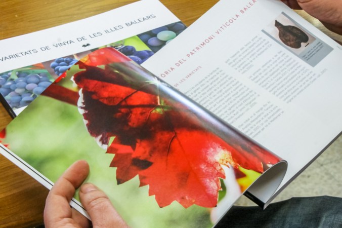 varietats-vinya_