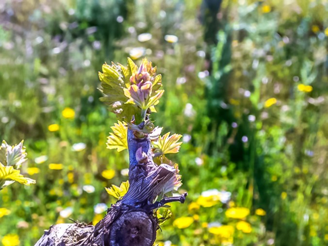 son-alegre-white-grapes-3