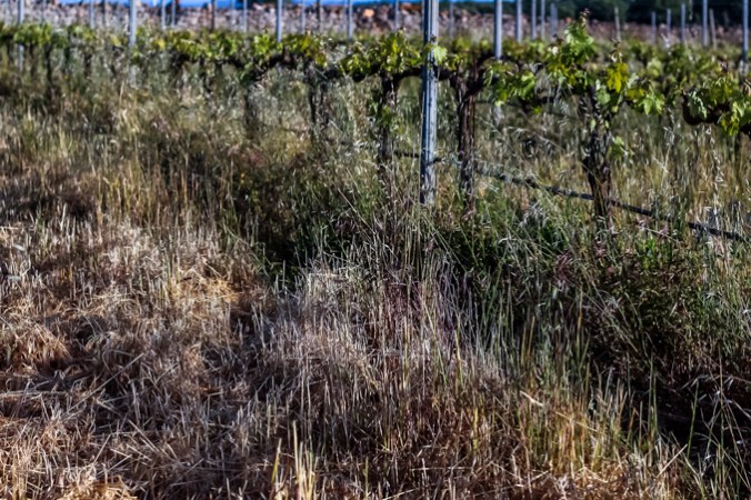 Son Alegre granizada3