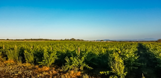 Son Alegre granizada9