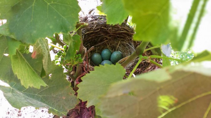 Son Alegre granizada_10