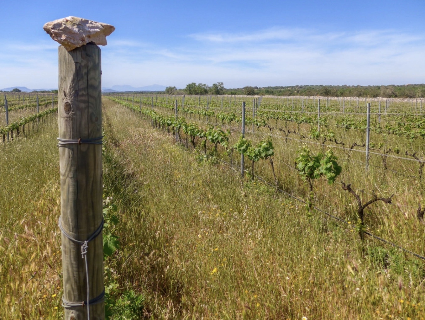 Son Alegre Masanobu Fukuoka 03