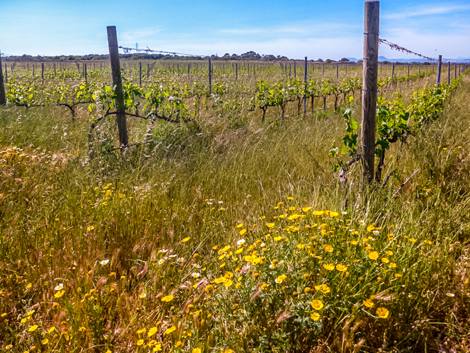 Son Alegre Masanobu Fukuoka 4