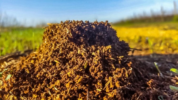 Son Alegre Masanobu Fukuoka_05