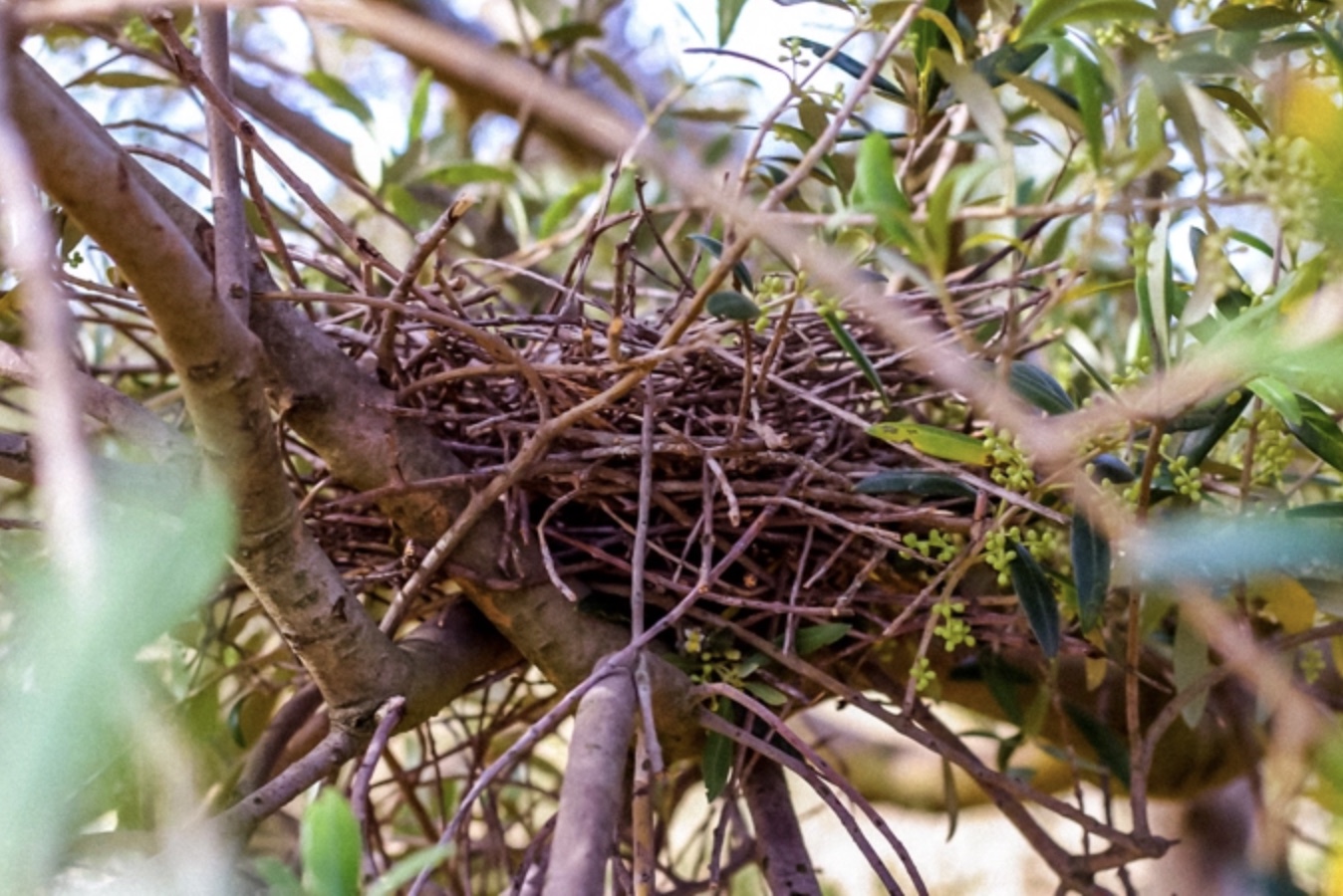 Son Alegre Masanobu Fukuoka_06