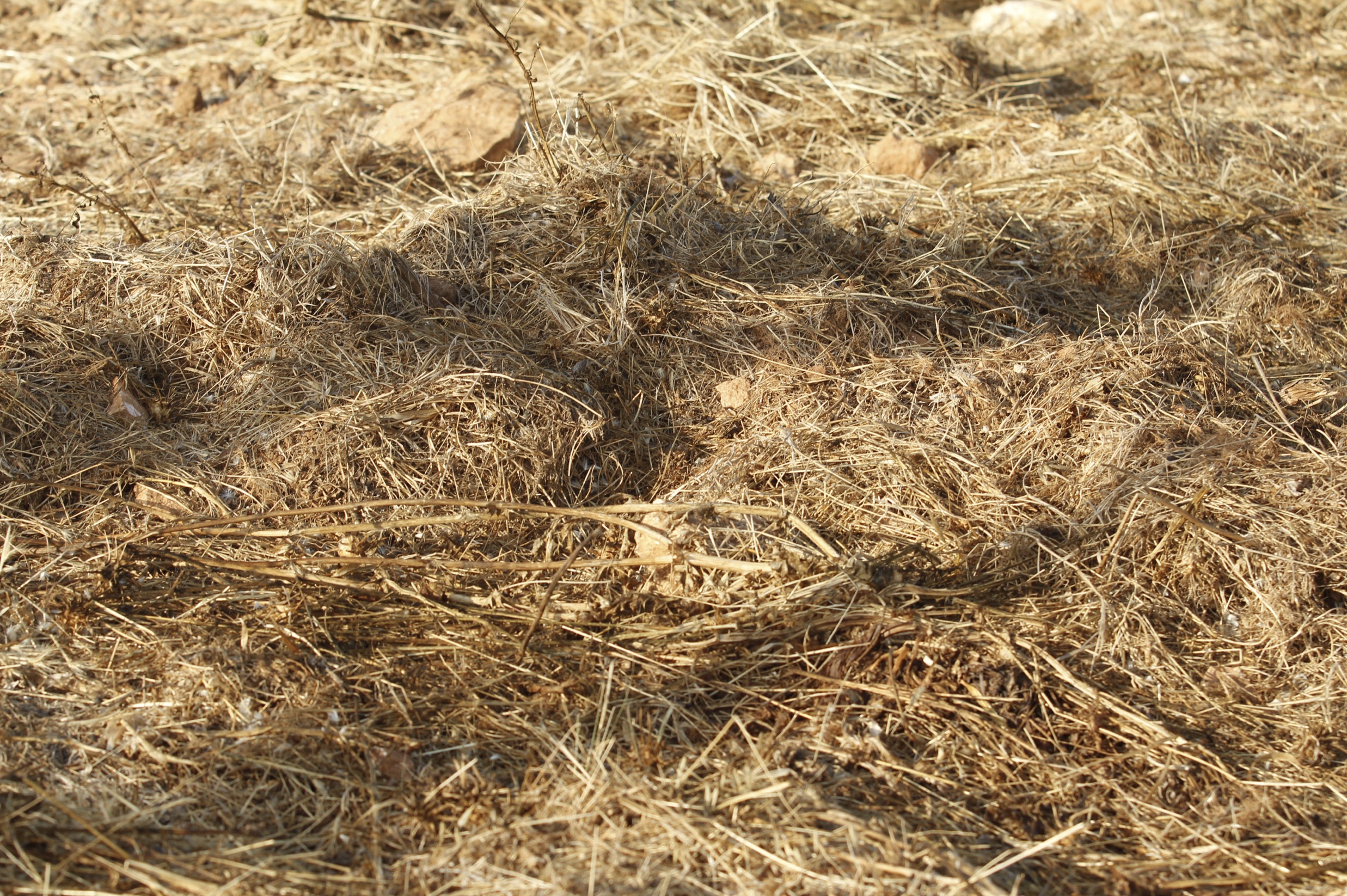 Son Alegre Masanobu Fukuoka_07