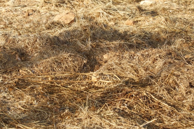 Son Alegre Masanobu Fukuoka_07