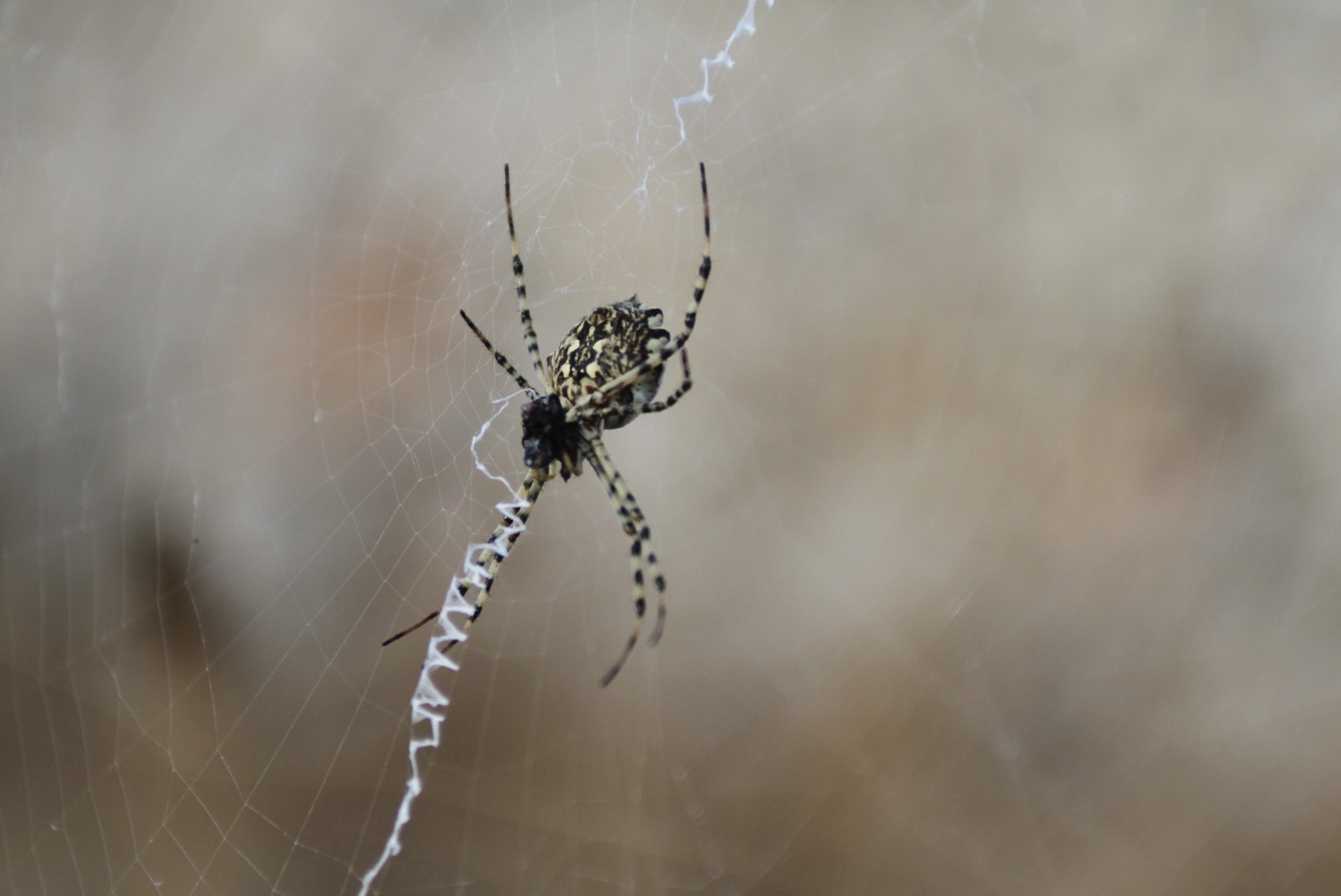 Son Alegre Masanobu Fukuoka_08