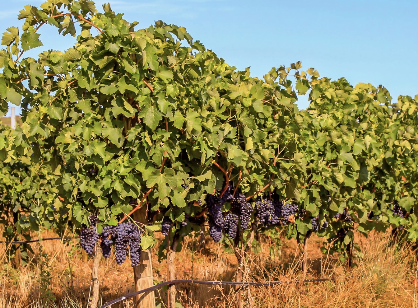 Son Alegre Masanobu Fukuoka_09