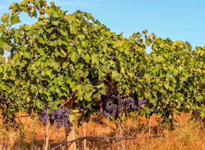 Son Alegre Masanobu Fukuoka_09